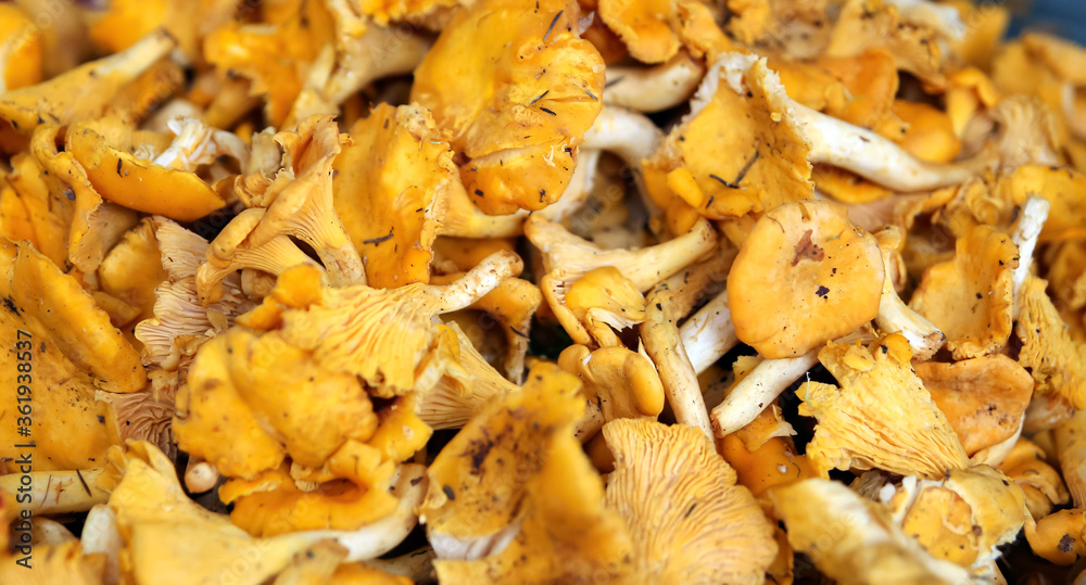 Raw chanterelle mushrooms in a basket on a wooden background Raw chanterelle mushrooms in a basket on a wooden background