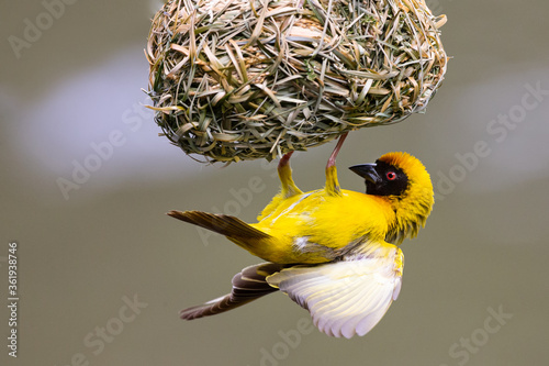A male southern masked weaver building nest of green grass