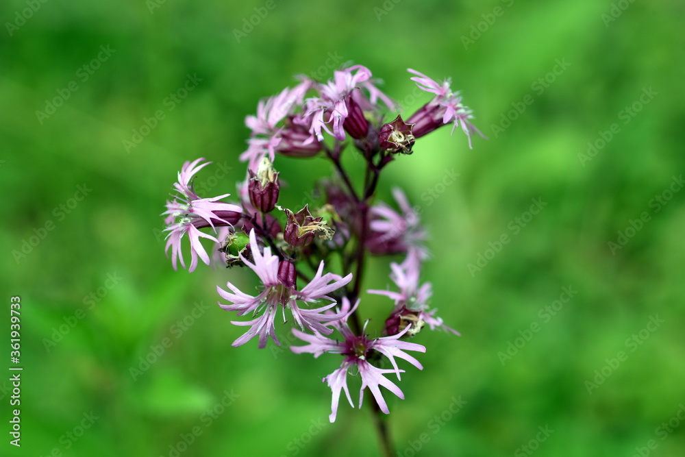 Blüten einer Kuckucks-Lichtnelke Blüten einer Kuckucks-Lichtnelke
