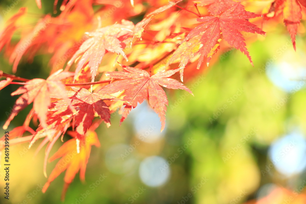 autumn leaves background autumn leaves background
