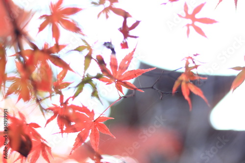 red autumn leaves © 清香 岩本