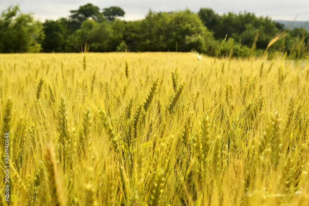 Background wheat field with ripe ears of new crop Background wheat field with ripe ears of new crop