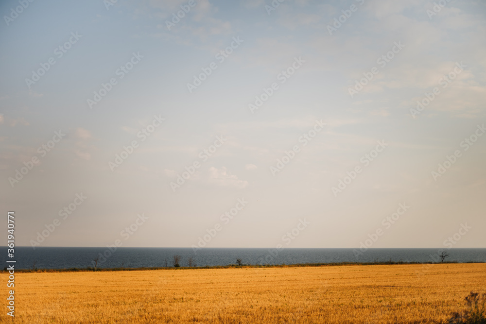 sunset over the field
