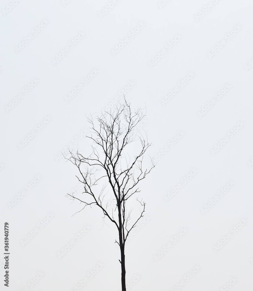 tree silhouette isolated on white