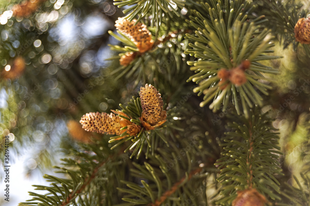 Beautiful cone on a coniferous tree Beautiful cone on a coniferous tree