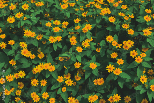 yellow flowers background pattern