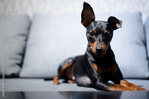 Miniature pinscher dog lying on sofa looking at the camera photo