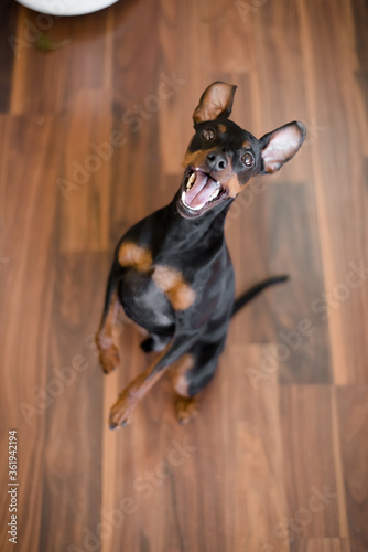 Miniature pinscher dog standing on its back legs, dancing and smiling