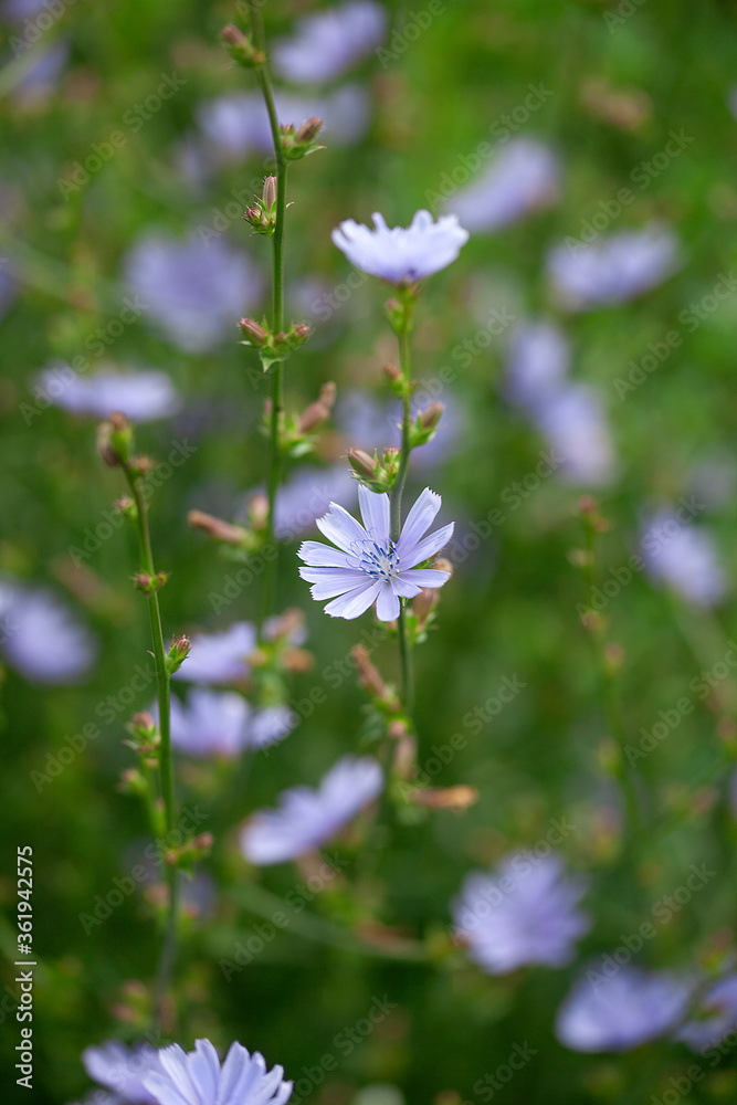 Chicory flowers on the meadow