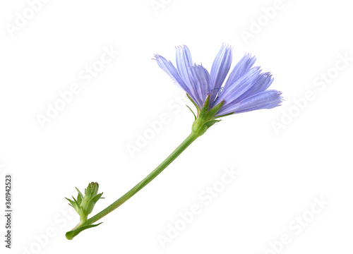 Chicory flower on the white