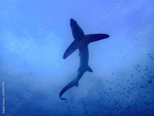 Thresher shark on a blue background at dawn