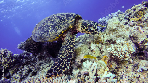 Green turtle on the coral reef