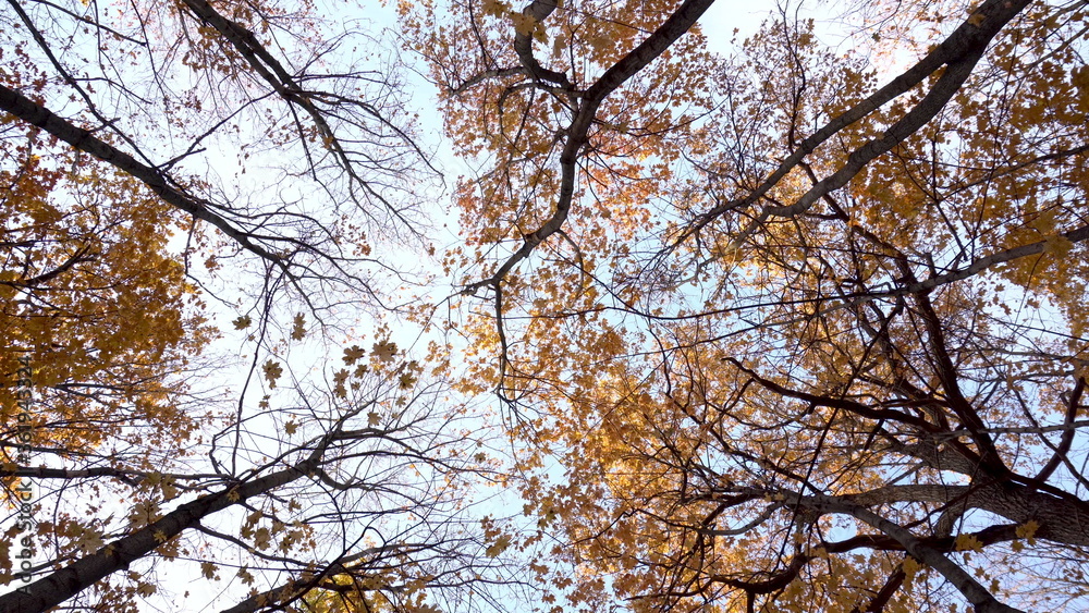 View of the sky among the autumn trees in the forest. Bottom up view