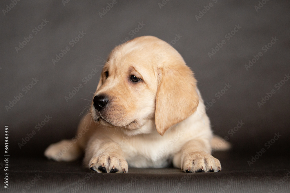 Portrait of a cute yellow labrador puppy that lies in the studio. 2 months