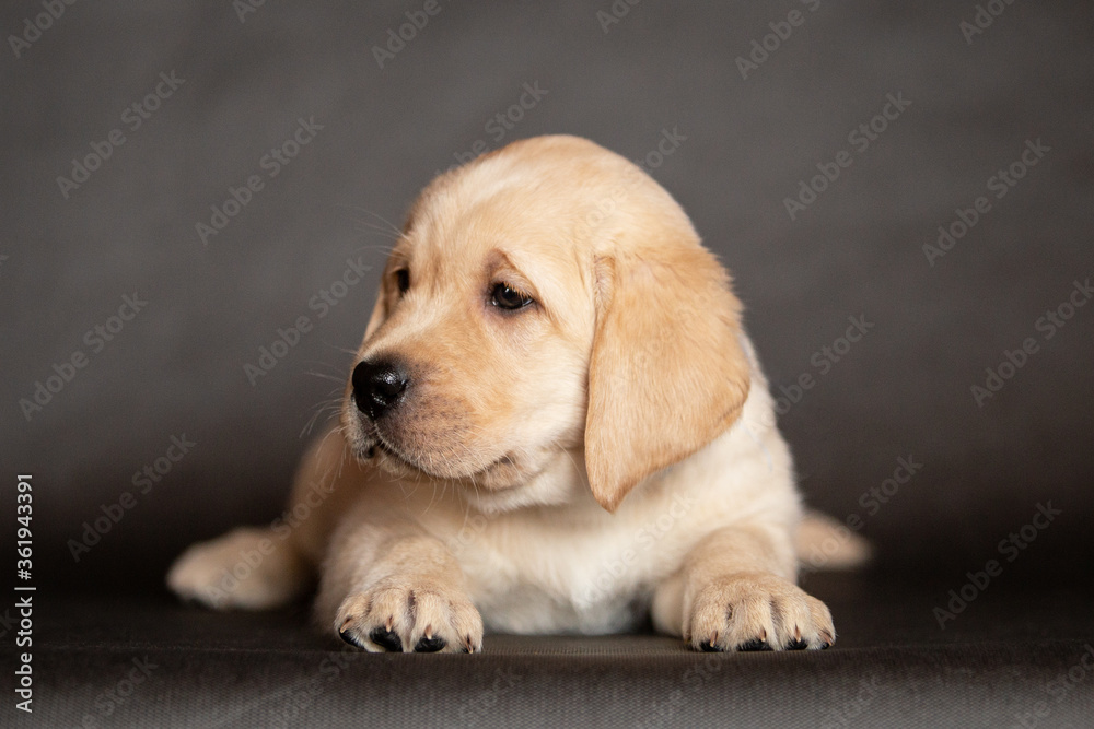 Portrait of a cute yellow labrador puppy that lies in the studio. 2 months Portrait of a cute yellow labrador puppy that lies in the studio. 2 months