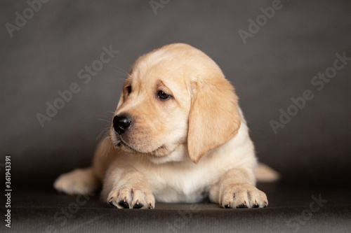 Portrait of a cute yellow labrador puppy that lies in the studio. 2 months