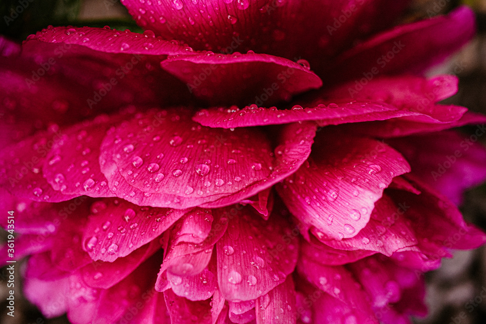 Obraz premium Flower with water drops.