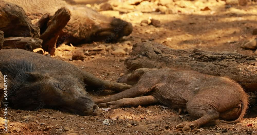 Goa, India. Indian Wild Boar Or Sus Scrofa, Also Known As The Wild Swine, Common Wild Pig Resting Sleeping In Shadow During Hot Day Goa, India. Indian Wild Boar Or Sus Scrofa, Also Known As The Wild Swine, Common Wild Pig Resting Sleeping In Shadow During Hot Day