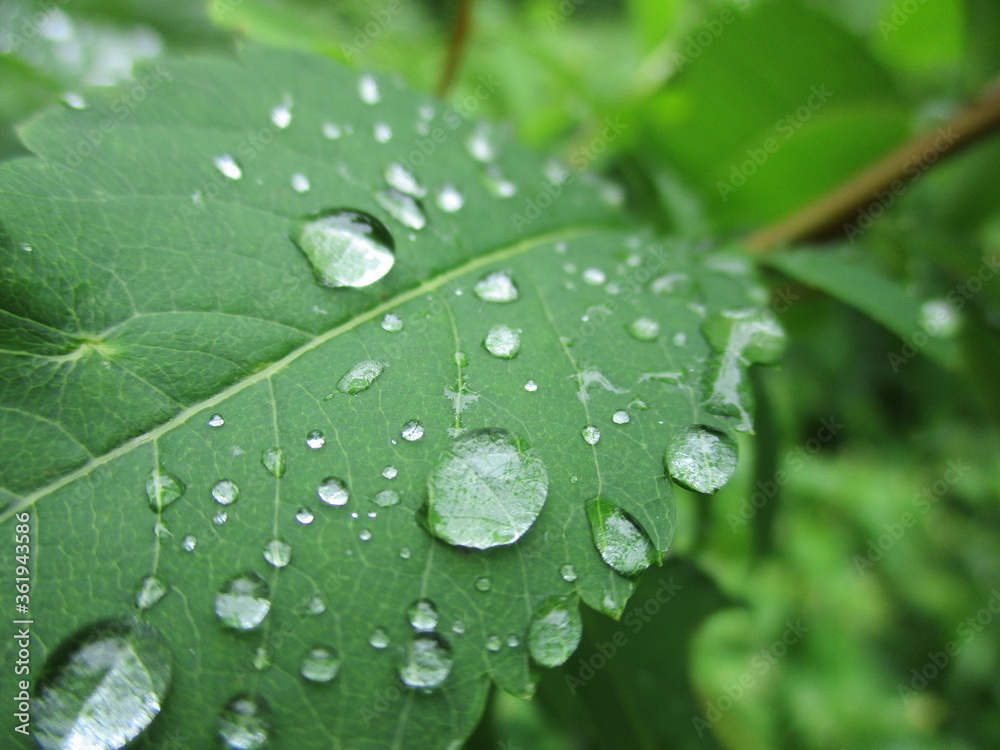 Dew on green leaves after summer rain Dew on green leaves after summer rain