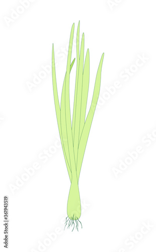Spring Sprouting onion isolated on white background. Lined vector illustration. Fresh green food