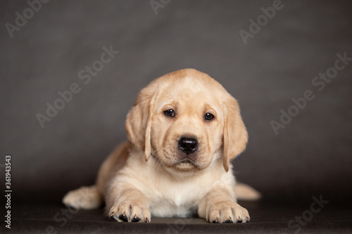 Portrait of a cute yellow labrador puppy that lies in the studio. 2 months