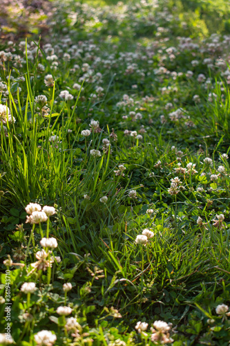 Spring   summer meadow with grass  white clover flower heads and other plants and flowers