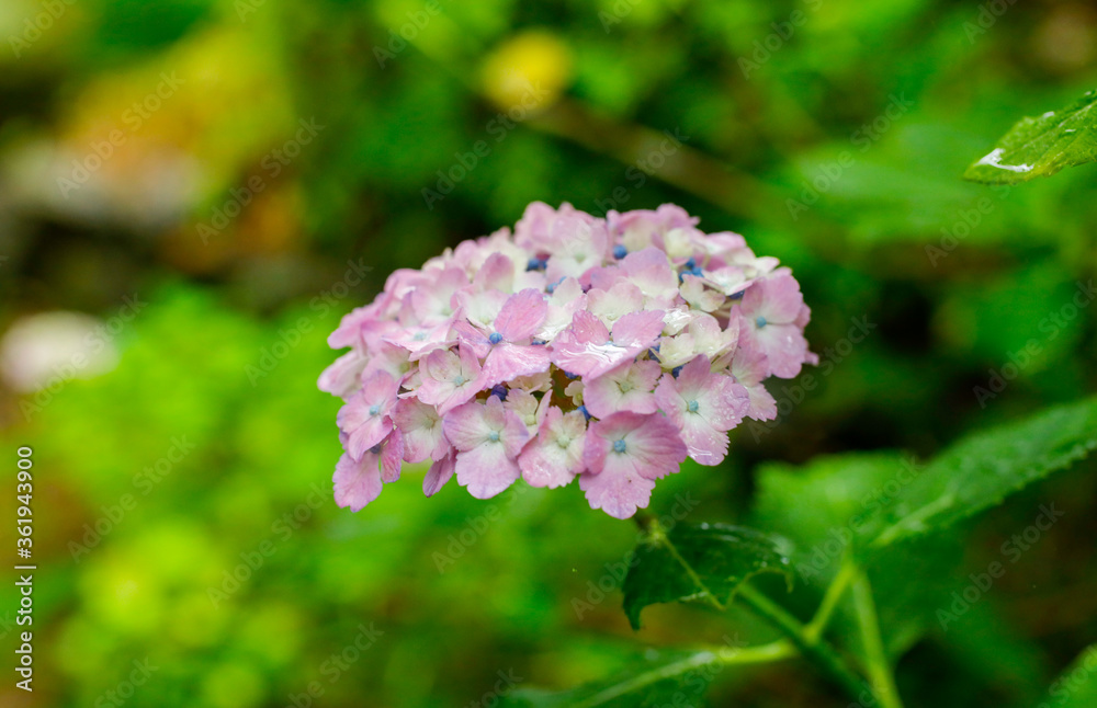 日本の宮城県仙台市「資福寺」で雨の中咲く美しい紫陽花