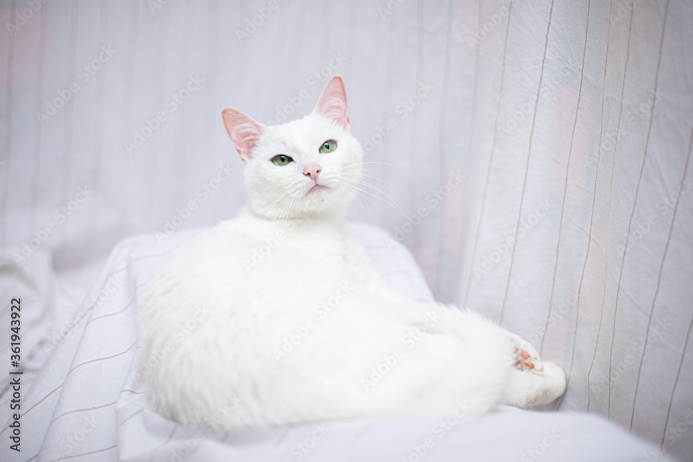 Obraz premium White cat on white background