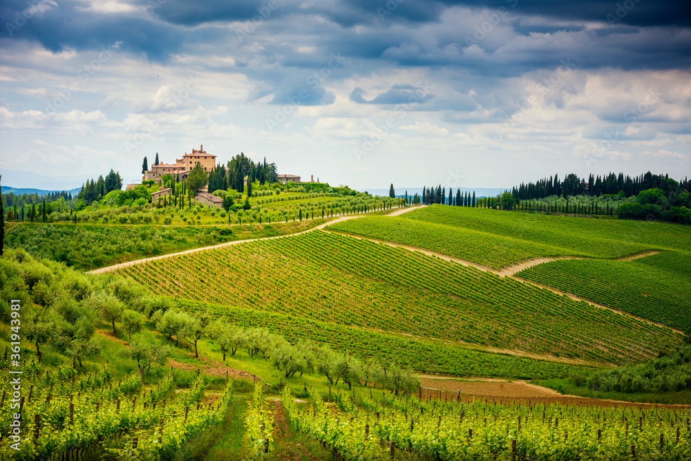 Chianti hills with vineyards and cypress. Tuscan Landscape between Siena and Florence. Italy
