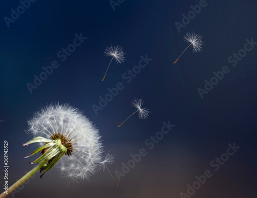 dandelion blowball flower with flying umbrella seeds on blue background