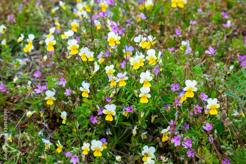 Wild pansy flowers (viola tricolor) and other flowers and plants on the spring / summer meadow