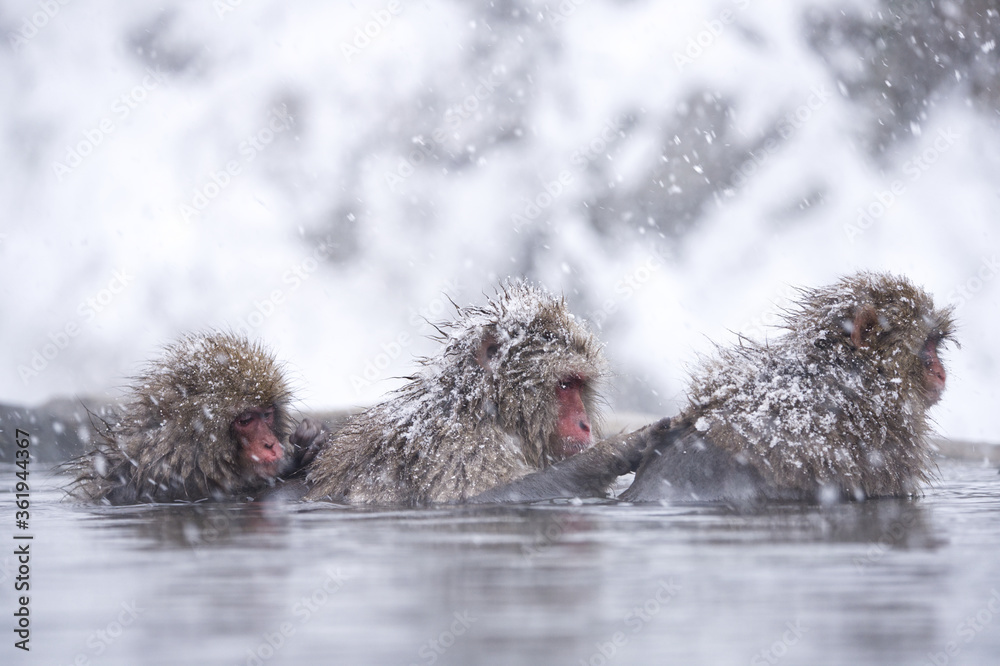 snow monkey snow monkey