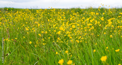 Spring / summer field / medaow of yellow flowers marsh-marigold / kingcup / Caltha palustris flowers, overblown dandelions and fresh green grass with clover and herbs photo