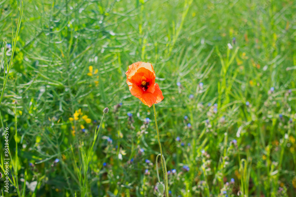 Single delicate bright red poppy flower in spring field / meadow on a sunny day Single delicate bright red poppy flower in spring field / meadow on a sunny day