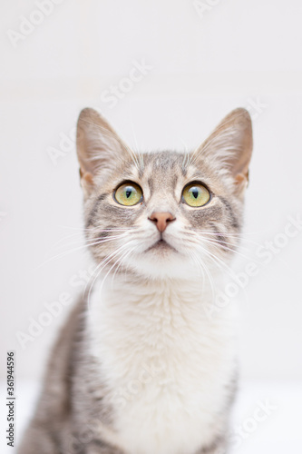 Cat on white background