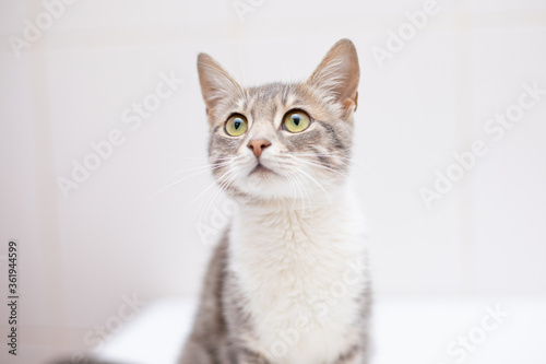 Cat on white background