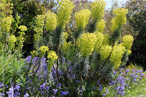 Tall yellow spurge with bluebells in a garden photo