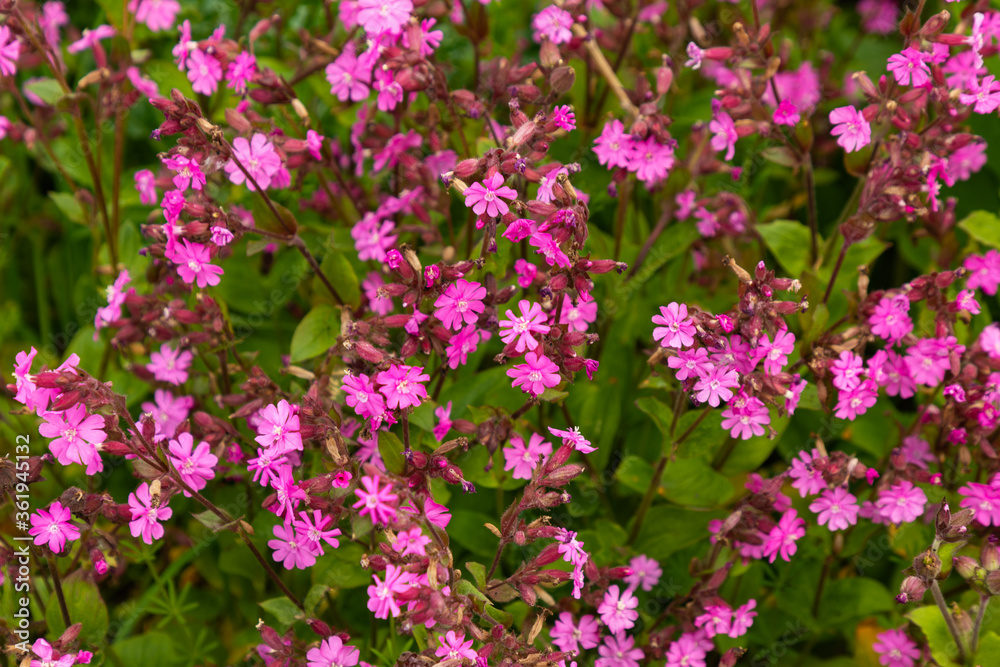 Rote Lichtnelke (Silene dioica) im Energiepflanzenanbau