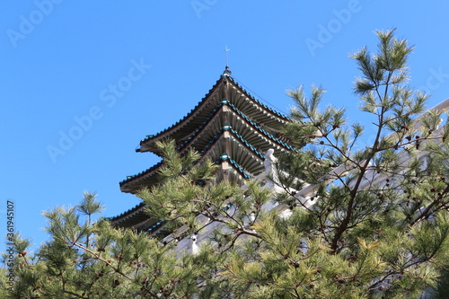 The korean traditional roof style with the branches of pine trees at the Gyeongbokgung Palace, Seoul, South Korea
