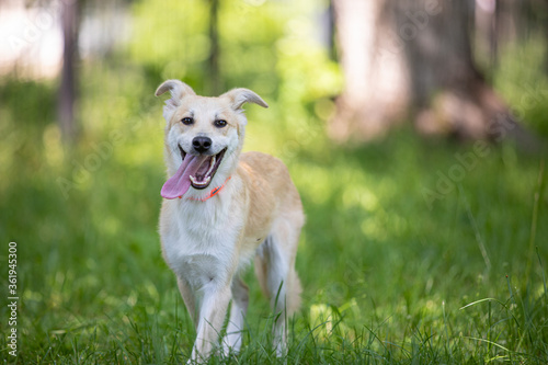 Funny yellow dog smiling on the grass © A_Skorobogatova