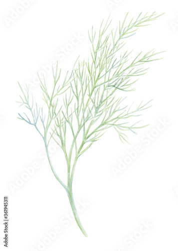 Fresh fennel isolated on white background. Green dill. Watercolor illustration. Realistic botanical art. Hand Drawn. Vegetarian Ingredient. For logo, packaging, print, organic food, market store shop