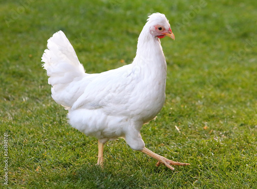 Free range chicken on a traditional poultry farm © TTstudio