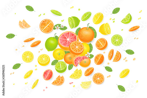 Fototapeta Naklejka Na Ścianę i Meble -  Vector illustration. Composition from citrus fruits. Top view. Orange, grapefruit, lemon, lime sliced into various pieces. View from above.