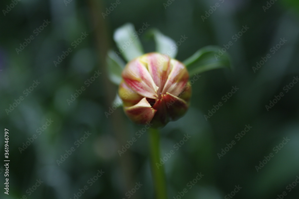 beautiful flowers after rain 