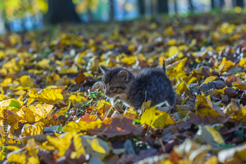 Autumn cats in the park on foliage