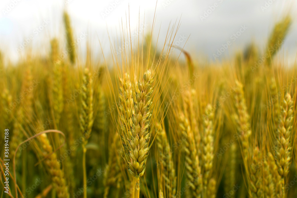 Ripe spikelet of wheat close-up in an agriculture field Ripe spikelet of wheat close-up in an agriculture field