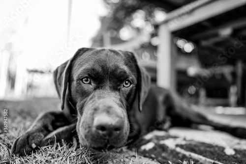 black labrador retriever