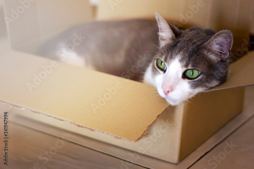 white grey tabby domestic cat with green eyes in cardboard box on floor at home. difficulties moving with animals concept. lonely cat lying in box alone, close up portrait. host's vacation. Cats care