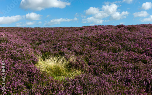 North York Moors with heather in bloom near Goathland, UK.
