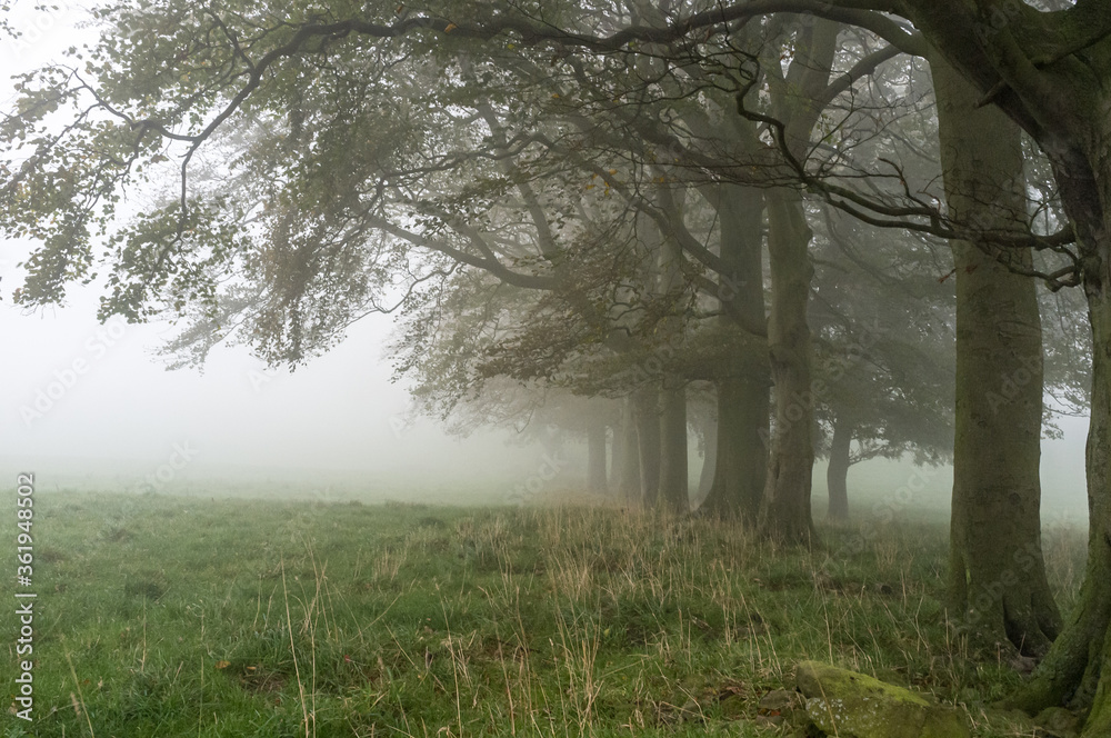 Trees in fog Trees in fog